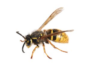 Vorsicht Insektenstiche: Besonders Wespen sind gefürchtet