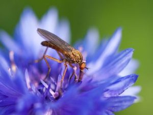 Mücke auf blauer Blume