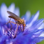 Mücke auf blauer Blume