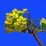 Senna-Pflanze vor blauem Himmel